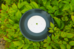 HIVE Song and Game Vinyl (record in a hedge)